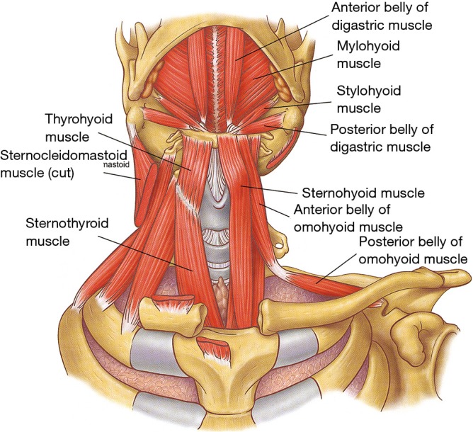Diagram of lung lobes and bronchopulmonary segments with labeled right and left lung anatomy