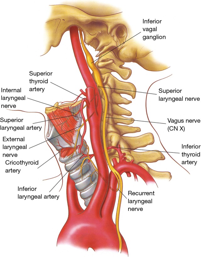 Mediastinal and hilar lymph node stations map used for lung cancer staging