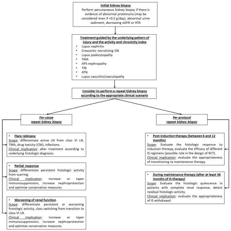 Flowchart showing the integration of kidney biopsy findings into the management algorithm for lupus nephritis including induction and maintenance therapy decisions