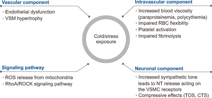 Diagram showing the pathogenesis of Raynaud phenomenon including vascular, neural, and intravascular factors leading to digital vasospasm