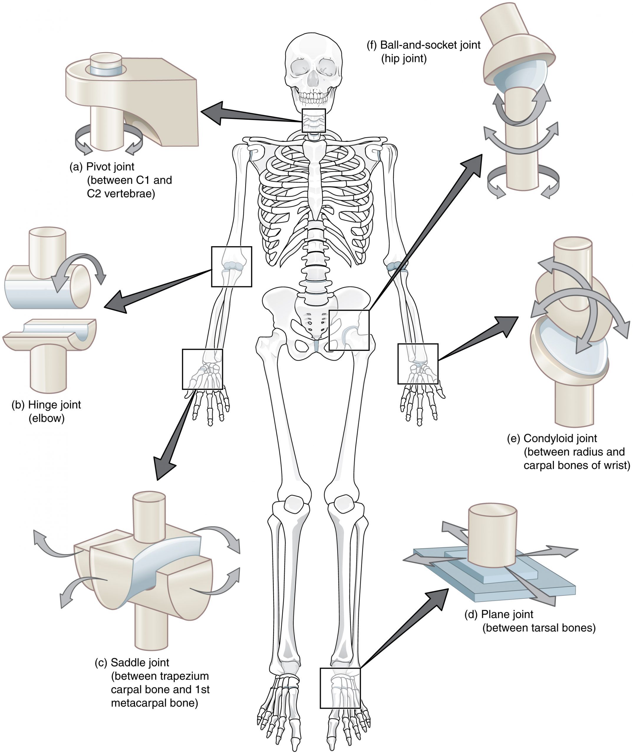 Diagram showing the six types of synovial joints including pivot, hinge, saddle, plane, condyloid, and ball-and-socket joints with anatomical examples