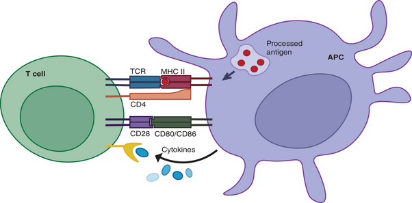 Diagram illustrating T cell activation by antigen-presenting cells showing TCR-MHC interaction and costimulatory signals