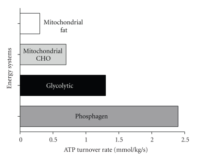 Bar chart comparing maximal rates of ATP regeneration from phosphagen, glycolytic, and oxidative energy systems