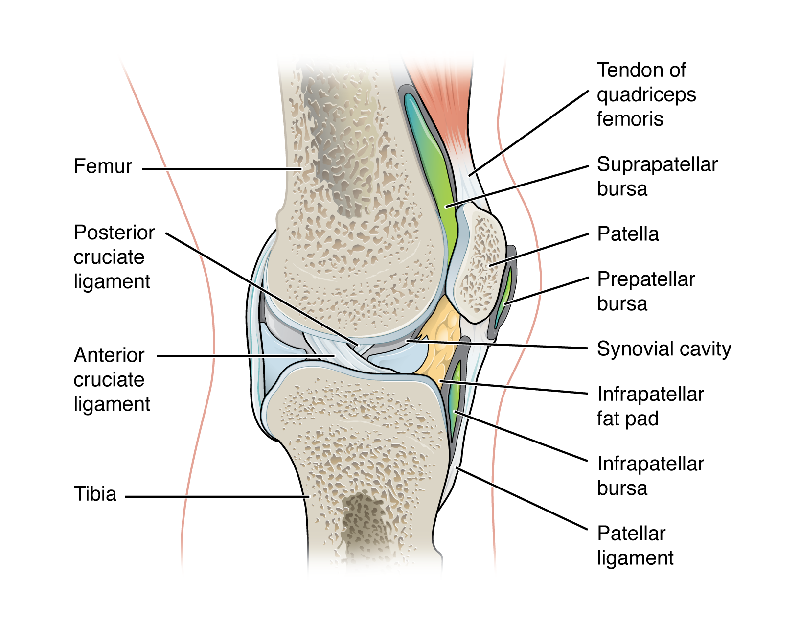 Anatomy of a bursa showing its relationship to bone, tendon, muscle, and skin layers