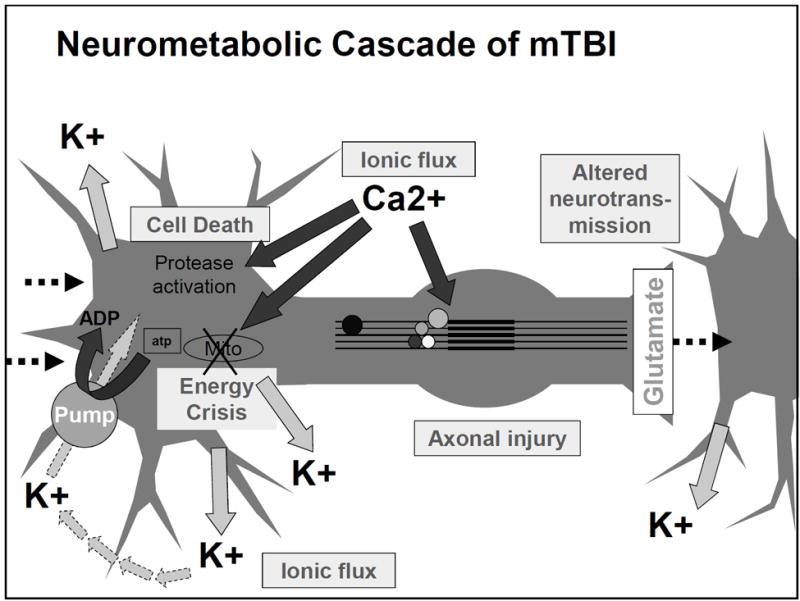 Diagram of acute cellular biological processes after concussion including ionic shifts, glutamate release, and mitochondrial dysfunction