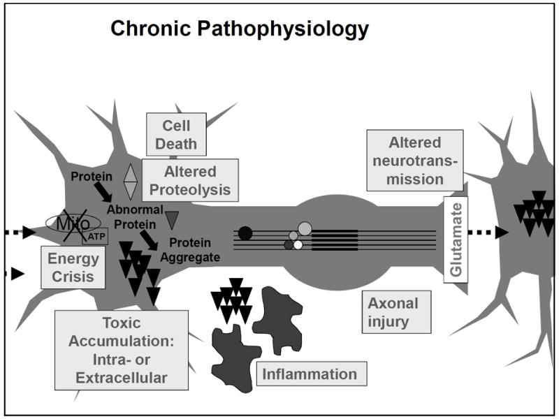 Diagram showing linkages between acute concussion pathophysiology and chronic neurodegenerative processes