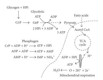 Diagram of the three energy systems of muscle ATP regeneration: phosphagen, glycolytic, and oxidative
