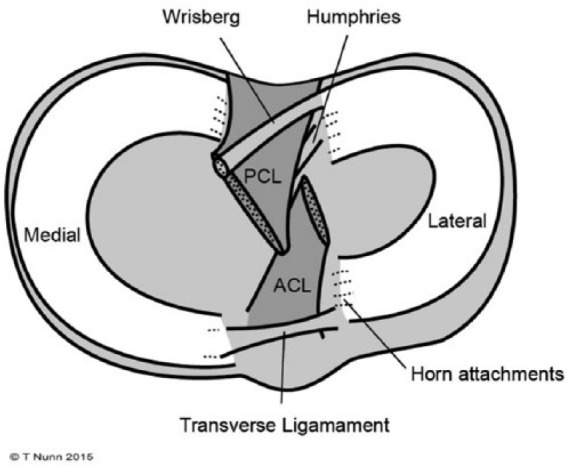 Superior view of the tibial plateau showing the medial and lateral menisci in situ with their attachments