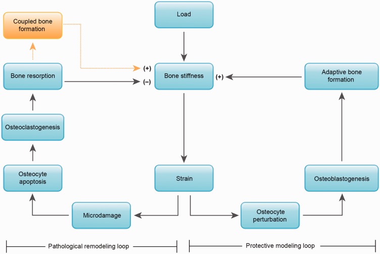 Etiological model of stress fracture showing risk factors and pathophysiological pathways