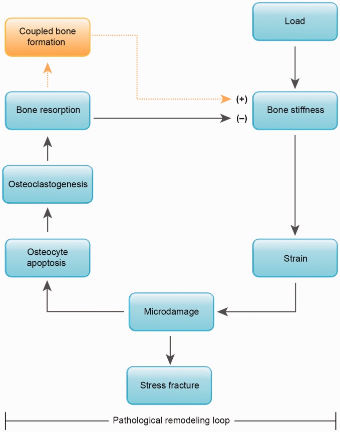 Diagram showing the positive feedback loop of stress fracture development from microdamage accumulation