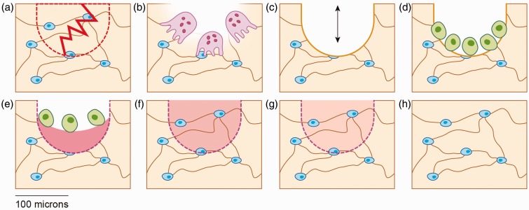 Bone remodeling cycle following fatigue damage showing osteoclast resorption and osteoblast deposition