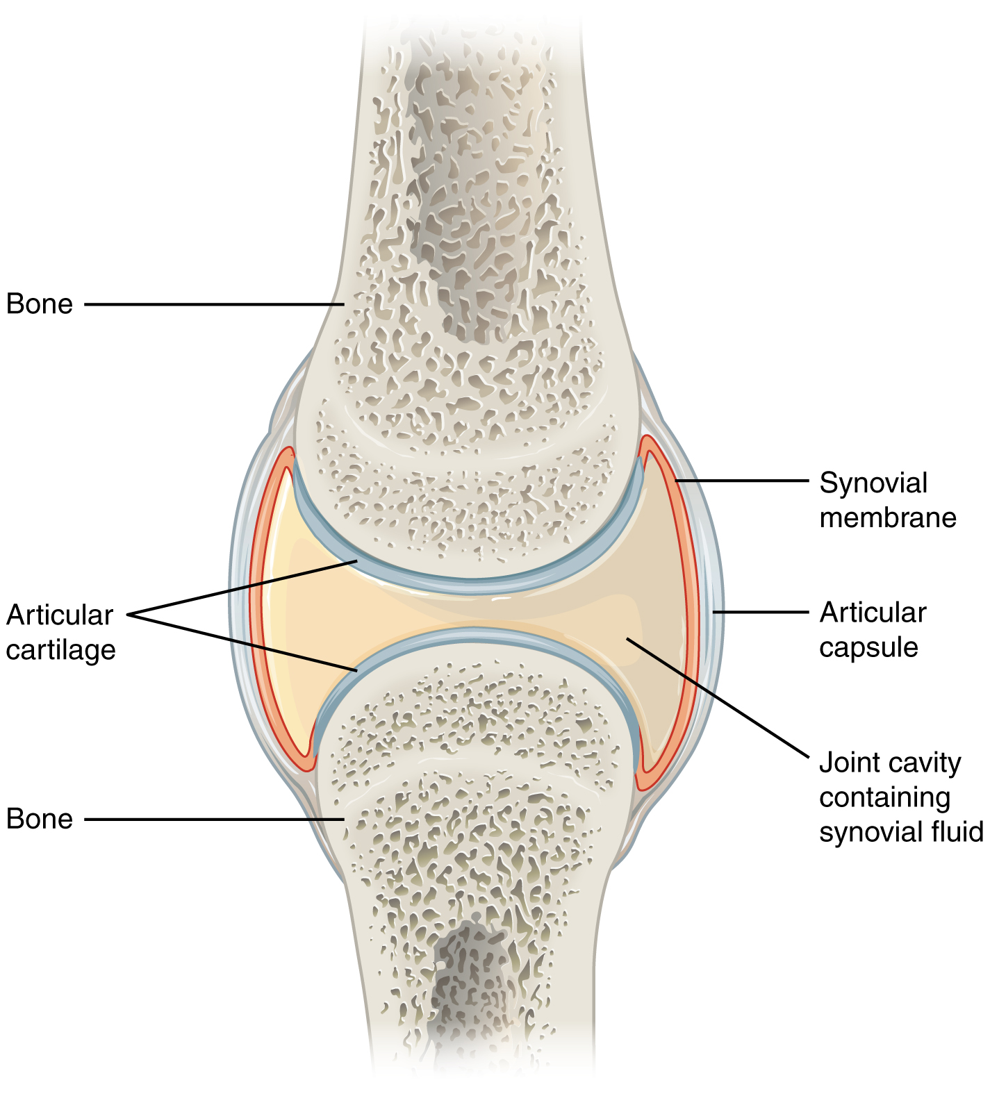 Anatomy of a synovial joint showing articular cartilage, synovial membrane, joint capsule, and synovial cavity