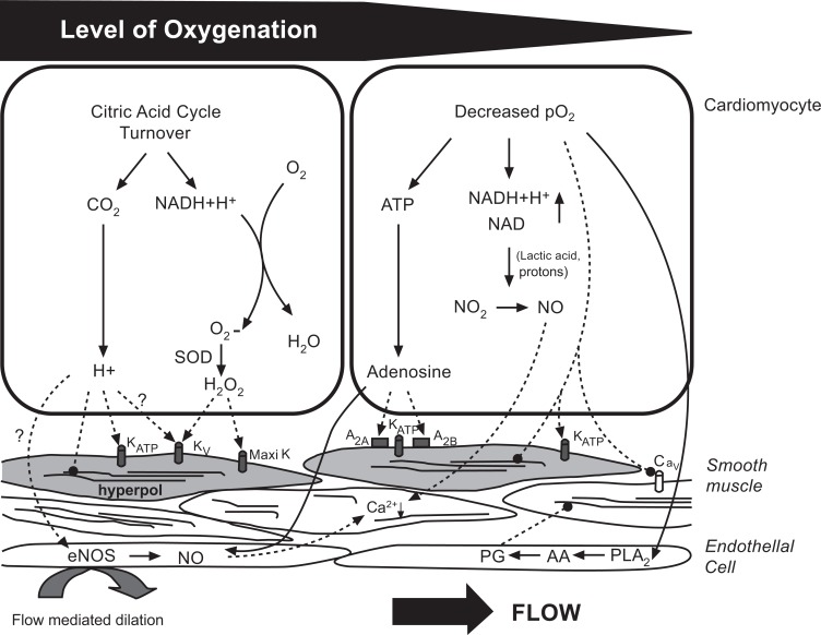Coronary physiology assessment diagram showing metabolic control of coronary blood flow and pressure-flow relationships
