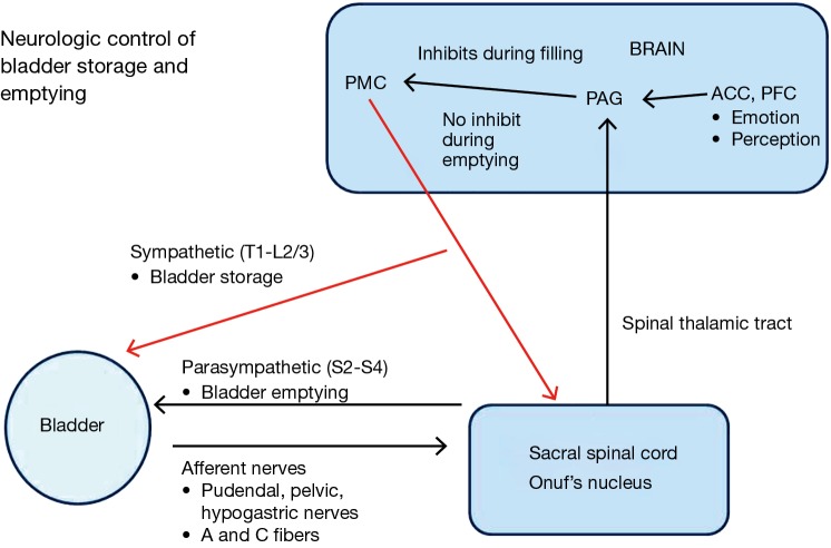 Diagram showing neurologic control of bladder and sphincter coordination in normal and dyssynergic states