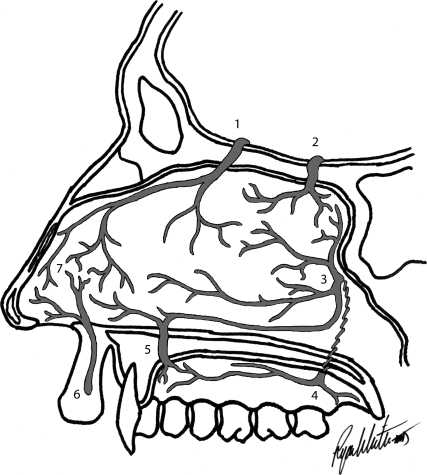 Arterial blood supply of the nasal septum showing Kiesselbach plexus