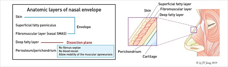 Laryngeal framework anatomy showing thyroid, cricoid, and arytenoid cartilages