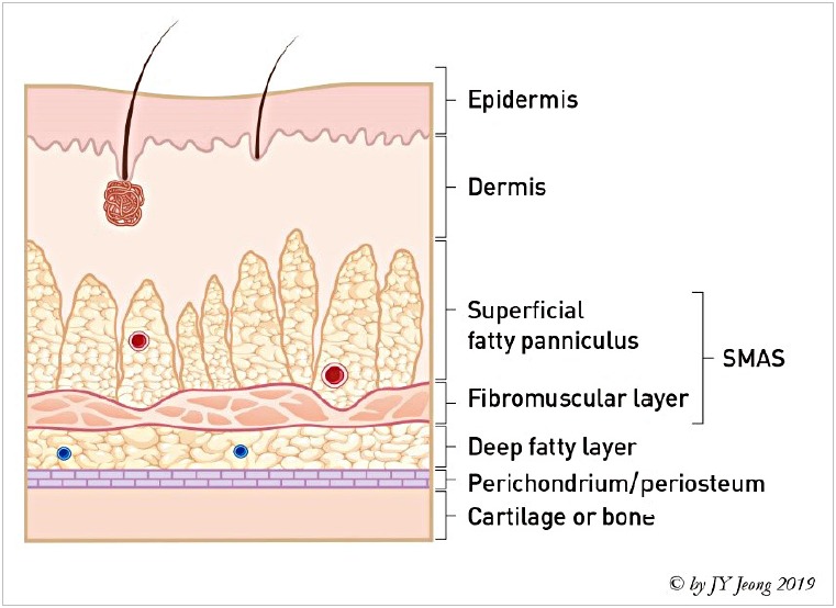 External nasal anatomy showing bony and cartilaginous framework