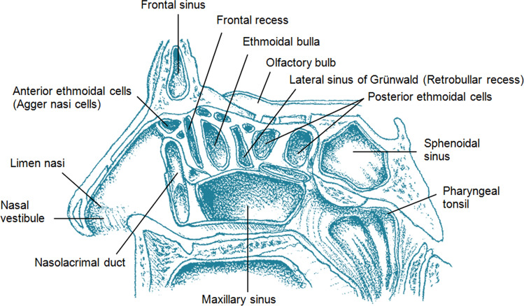 Paranasal sinuses anatomy diagram showing drainage pathways and ostiomeatal complex
