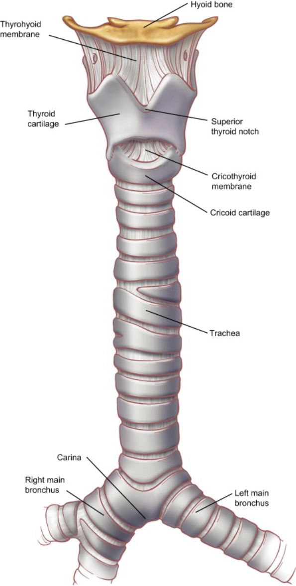Surgical anatomy of the trachea showing tracheal rings and surrounding structures
