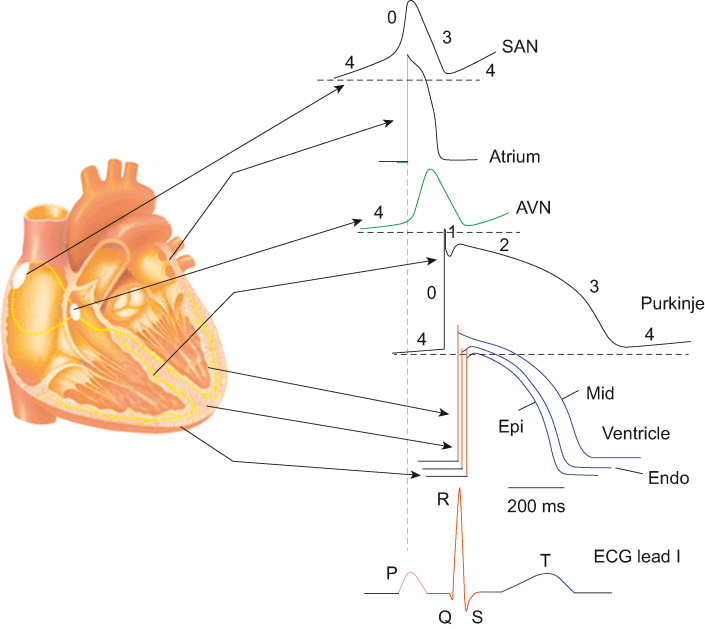 Cardiac action potential phases 0-4 with ion currents for ventricular myocyte