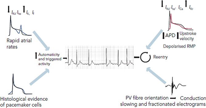 Atrial fibrillation substrate remodeling showing electrical, structural and autonomic changes