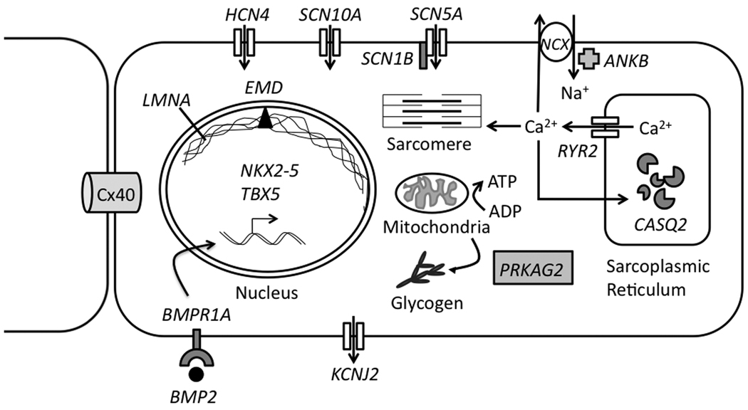 Cardiac conduction system anatomy showing SA node, AV node, His bundle, bundle branches and Purkinje network