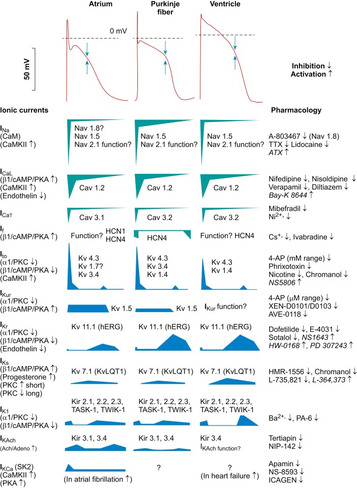 Cardiac ion channel types and their clinical significance in arrhythmias