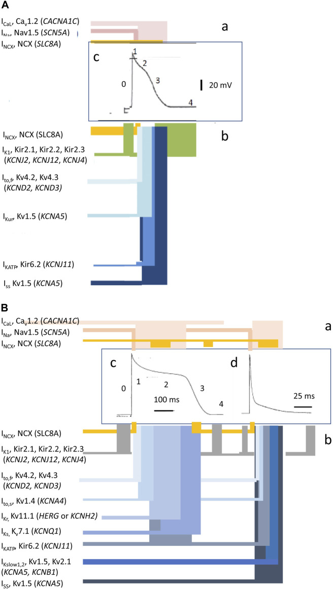 Action potential morphology changes in LQTS, Brugada and arrhythmia channelopathies