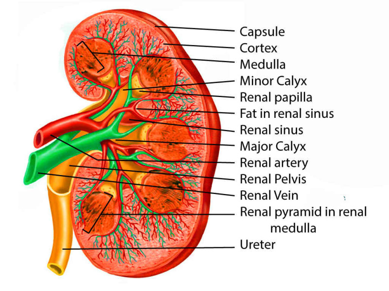 Cross-sectional anatomy of the kidney showing cortex, medulla, renal pyramids, calyces, pelvis, and hilum