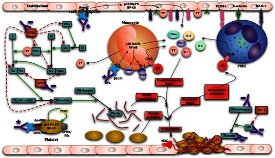 Diagram showing thrombogenic mechanisms of antiphospholipid antibodies including endothelial activation, platelet activation, and complement fixation