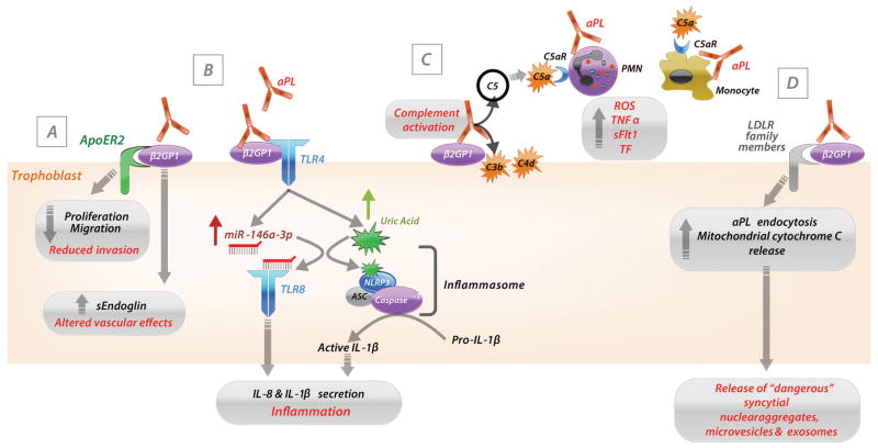 Diagram showing antiphospholipid antibody effects on trophoblast invasion, differentiation, and placental function