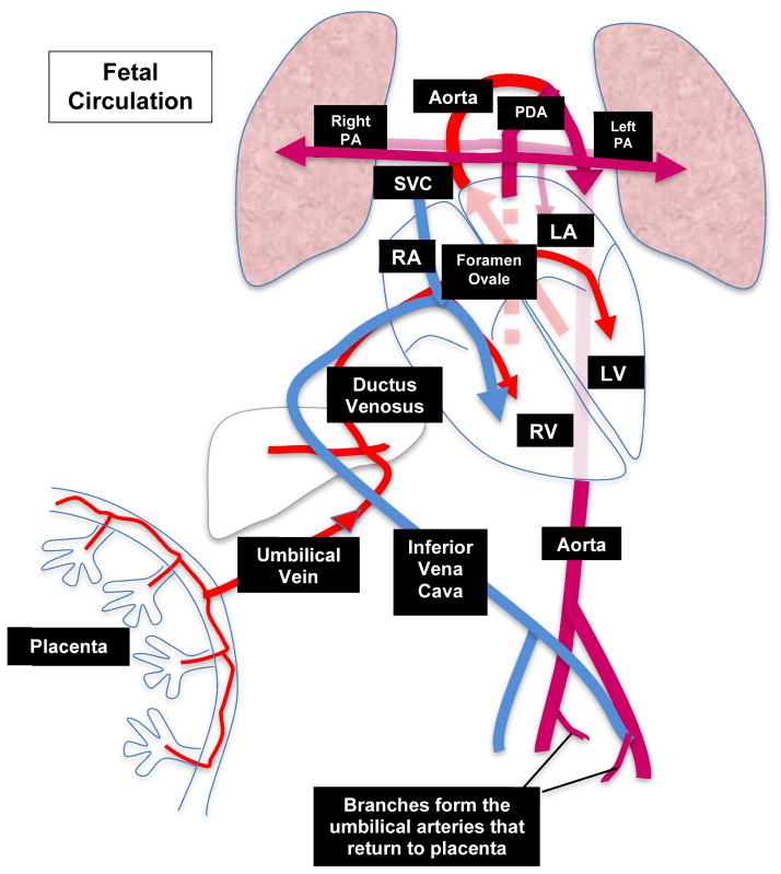 Diagram of fetal circulatory system showing oxygen saturation levels throughout the fetal vasculature