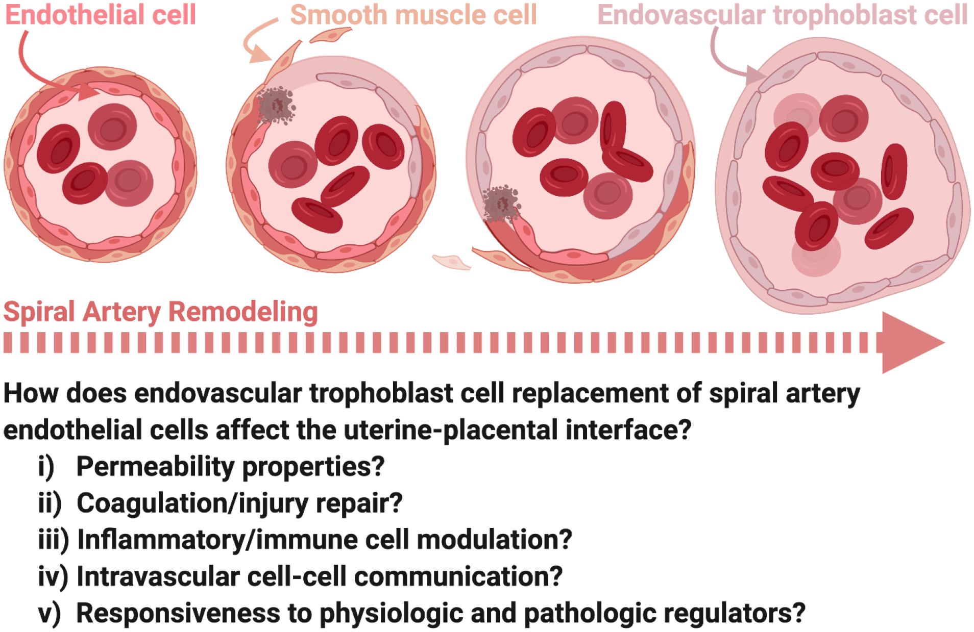 Diagram showing endovascular trophoblast cell-regulated uterine spiral artery remodeling during normal placentation