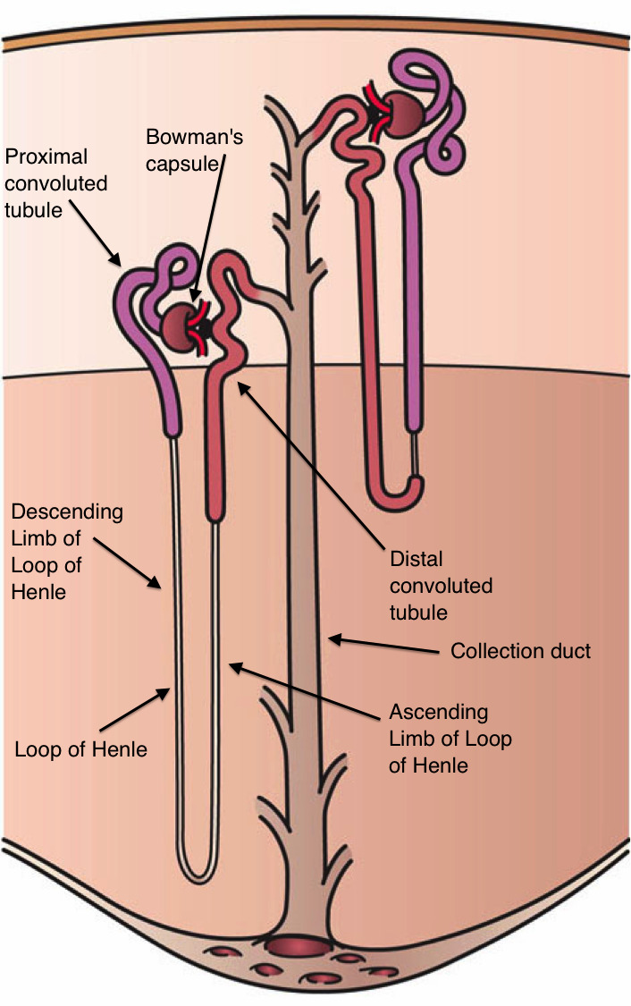 Schematic of the nephron showing Bowman capsule, proximal convoluted tubule, loop of Henle, distal convoluted tubule, and collecting duct