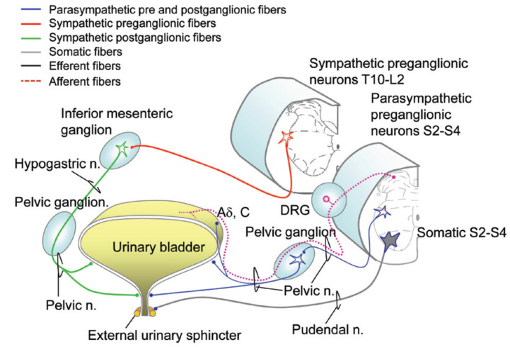 Diagram of lower urinary tract innervation showing parasympathetic, sympathetic, and somatic neural pathways