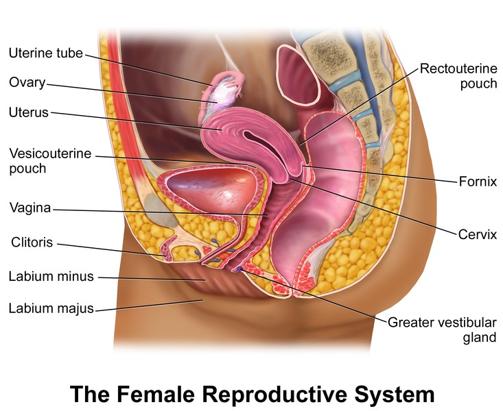 Anatomy of the female reproductive system showing uterus, ovaries, fallopian tubes, cervix, and vagina