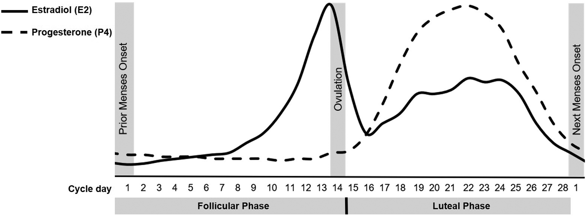 Menstrual cycle hormone fluctuations showing FSH, LH, estradiol, and progesterone levels across follicular and luteal phases