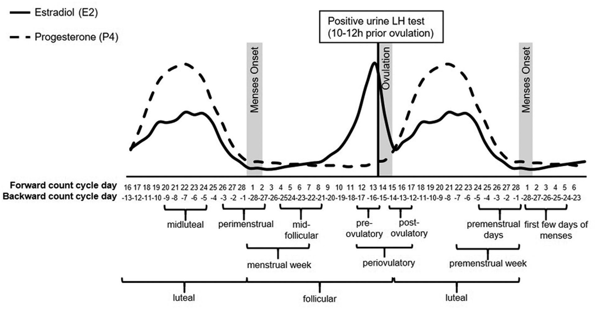 Overview of menstrual cycle phases with ovarian and endometrial changes