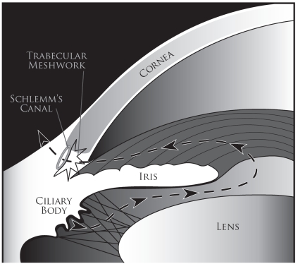 Diagram showing aqueous humor production and drainage through the trabecular meshwork conventional pathway