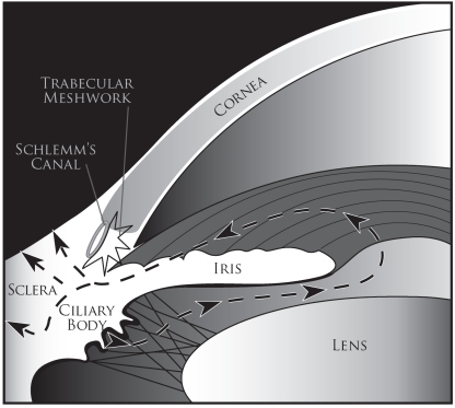 Diagram showing aqueous humor uveoscleral outflow pathway through the ciliary muscle