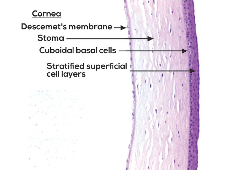 Histological section of the cornea showing epithelium, Bowman layer, stroma, Descemet membrane, and endothelium