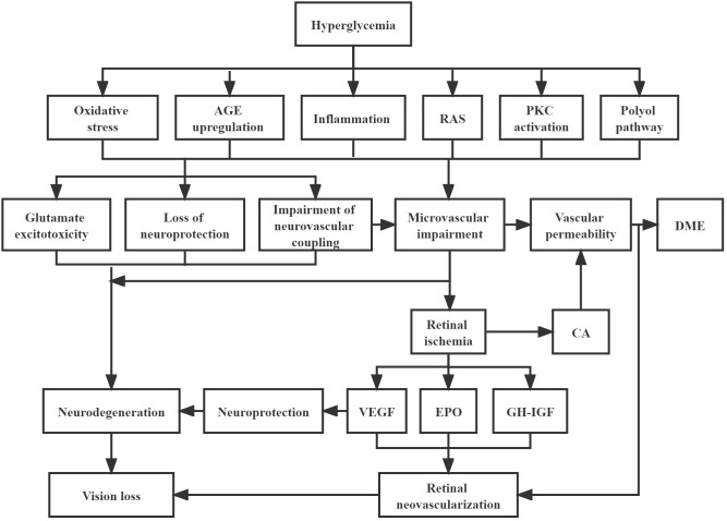 Diagram showing the pathophysiology of diabetic retinopathy from hyperglycemia through pericyte loss to neovascularization