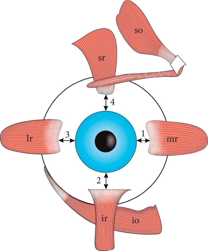 Anatomical diagram showing the six extraocular muscles arranged around the globe originating from the annulus of Zinn