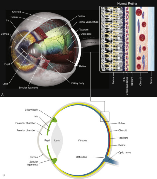 Cross-sectional anatomy of the eye showing the three concentric coats, anterior and posterior segments, and major internal structures