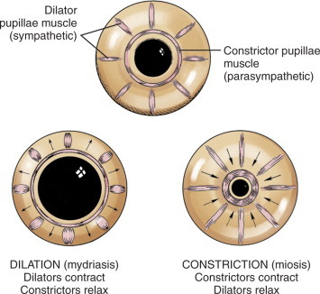 Diagram illustrating pupil control mechanisms including dilator and sphincter muscles of the iris