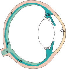 Diagram showing the three layers of the eye including the uveal tract with iris, ciliary body, and choroid