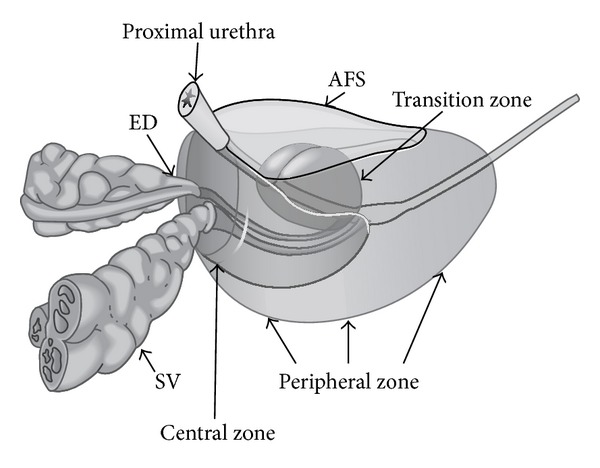 McNeal zonal anatomy of the prostate showing peripheral zone, transition zone, central zone, and anterior fibromuscular stroma