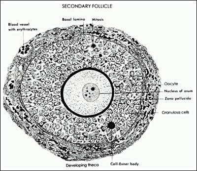 Architecture of a Graafian (antral) follicle showing theca, granulosa, antrum, and oocyte