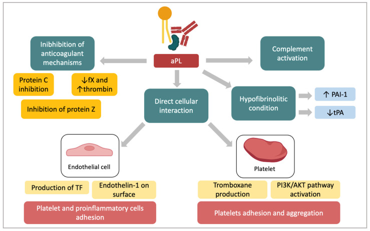 Antiphospholipid syndrome pathogenic mechanisms showing thrombotic and inflammatory pathways leading to pregnancy loss