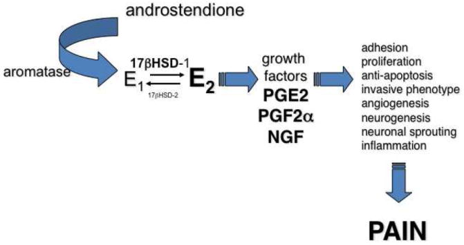 Endometriosis pathophysiology showing estradiol production, inflammatory mediators, and pain pathways in peritoneal lesions
